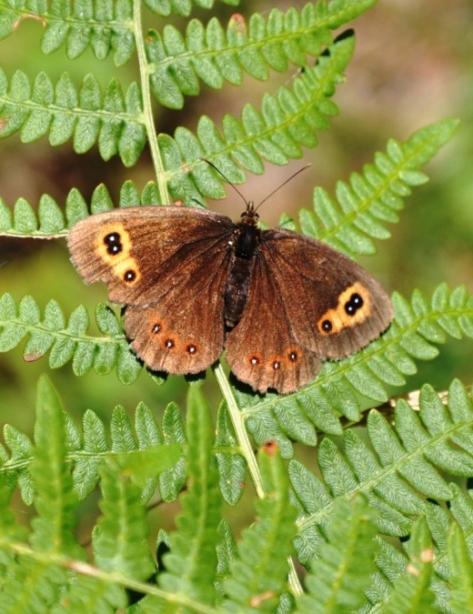 Erebia montana?